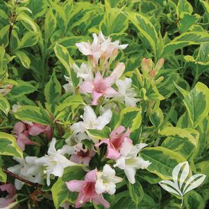 Weigela florida 'Variegata Nana' 