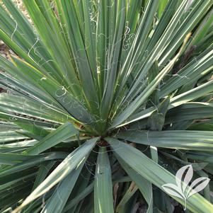 Yucca filamentosa 