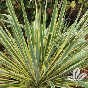 Yucca flaccida 'Bright Edge' 