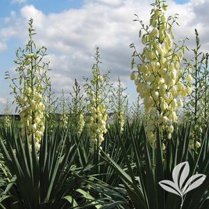 Yucca recurvifolia 