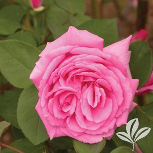 Rosa 'Zephirine Drouhin' 