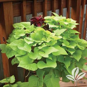 Ipomoea batatas 'Marguerite' 