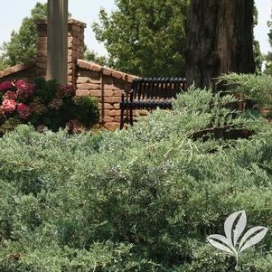 Juniperus virginiana 'Grey Owl' 