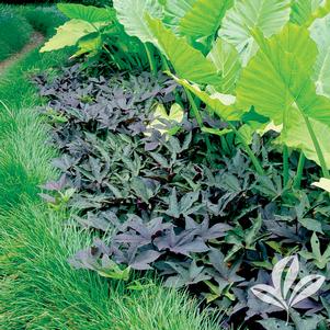 Ipomoea batatas 'Blackie' 