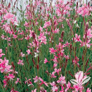 Gaura lindheimeri 'Siskiyou Pink' 