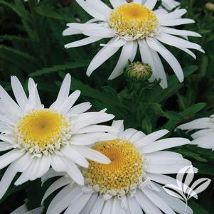 Leucanthemum x superbum 'Angel' 