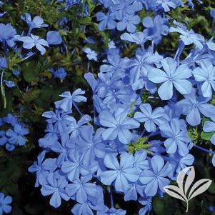 Plumbago auriculata 'Dark Blue' 