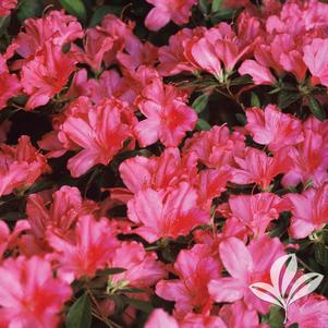 Rhododendron indica 'Judge Solomon' 