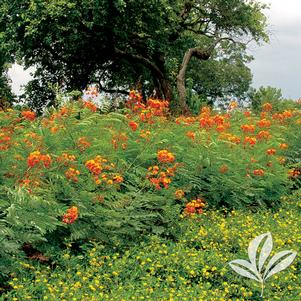 Caesalpinia pulcherrima 'Pride of Barbados' 