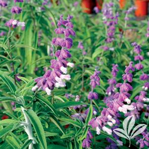 Salvia leucantha 'Santa Barbara' 