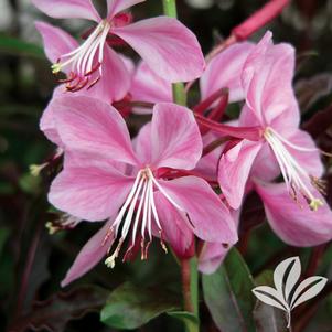 Gaura lindheimeri 'Crimson' 