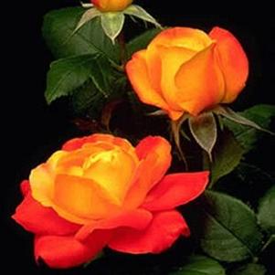 Rosa 'HARking' 