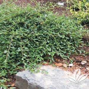 Cotoneaster salicifolius 'Scarlet Leader' 