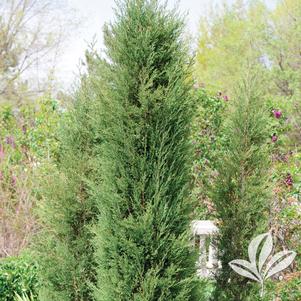 Juniperus virginiana 'Taylor' 