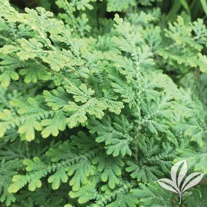 Selaginella pallescens 