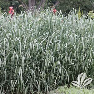 Panicum virgatum 'Dallas Blues' 