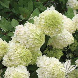 Hydrangea paniculata 'Limelight' 