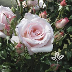 Rosa 'MACgenev' 