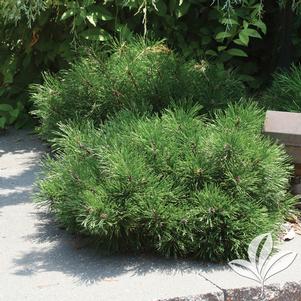 Pinus 'Mugo' 