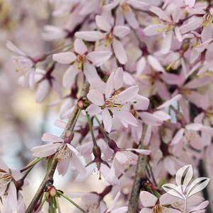 Prunus subhirtella 'Pendula Plena Rosea' 