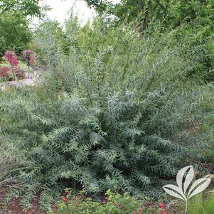 Salix purpurea 'Nana' 