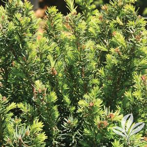 Taxus x media 'Densiformis' 