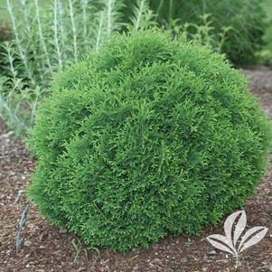 Thuja occidentalis 'Hetz Midget' 