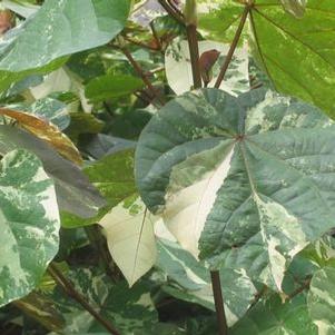 Hibiscus tiliaceus 'Tricolor' 