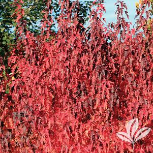 Acer ginnala 'Flame' 