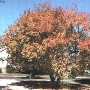Acer ginnala 'Flame' 