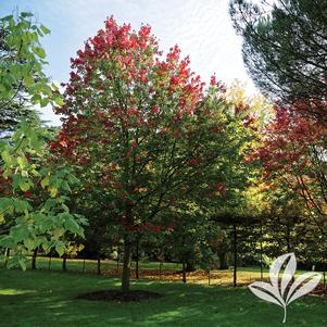 Acer rubrum 'October Glory' 