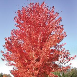 Acer rubrum 