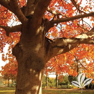 Acer rubrum 'Autumn Flame' 