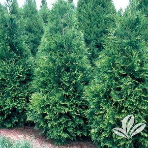 Thuja plicata 'Green Giant' 