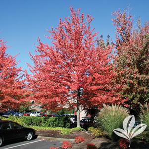 Acer rubrum 'Franksred' 