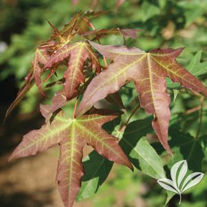 Acer truncatum 