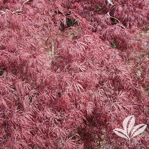 Acer palmatum dissectum 'Crimson Queen' 