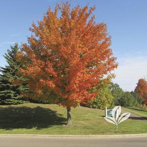 Acer saccharum 