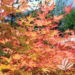 Acer palmatum 'Sango Kaku' 