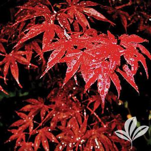 Acer palmatum 'Bloodgood' 