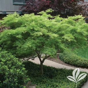 Acer palmatum dissectum 'Viridis' 