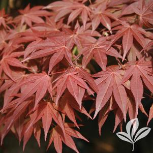 Acer palmatum 'Oshio Beni' 