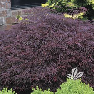 Acer palmatum dissectum 'Red Select' 