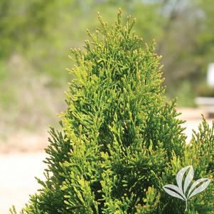 Thuja occidentalis 'Smaragd' 