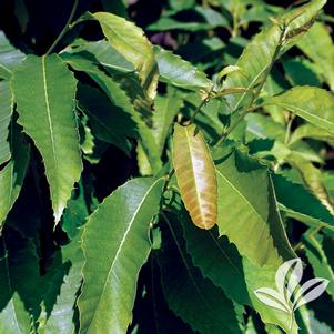 Castanea mollissima 