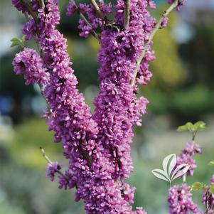 Cercis chinensis 'Don Egolf' 