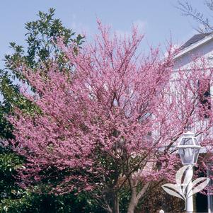 Cercis canadensis 