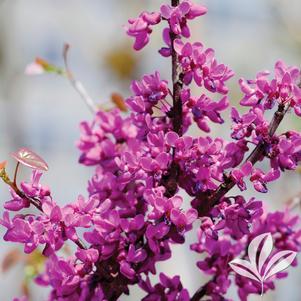 Cercis c. ssp. Texensis 'Oklahoma' 