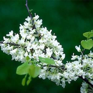 Cercis c. ssp. Texensis 'Oklahoma Whitebud' 