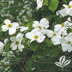 Cornus florida 